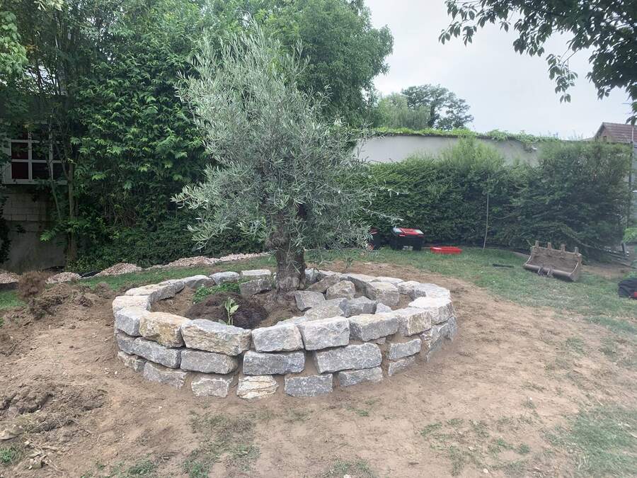 Rundes Natursteinbeet um einen Olivenbaum